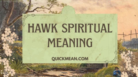hawk spiritual meaning
