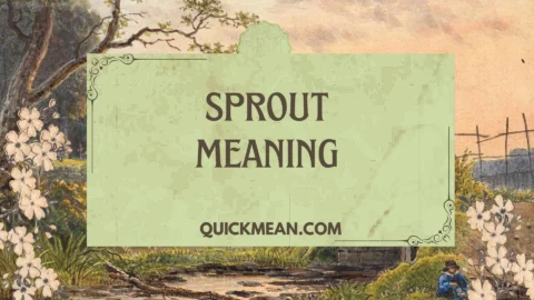 sprout meaning